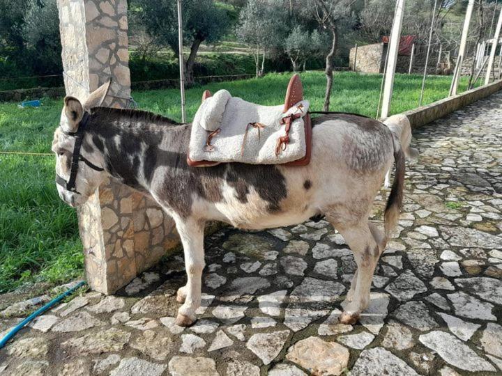 בית הארחה Tancos 	Quinta Ribeiro Tanquinhos מראה חיצוני תמונה