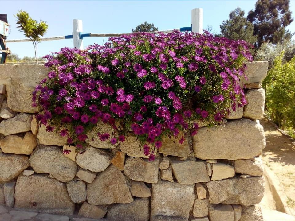 בית הארחה Tancos 	Quinta Ribeiro Tanquinhos מראה חיצוני תמונה