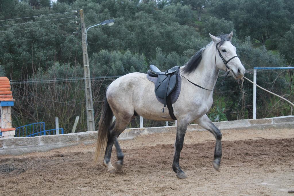 בית הארחה Tancos 	Quinta Ribeiro Tanquinhos מראה חיצוני תמונה