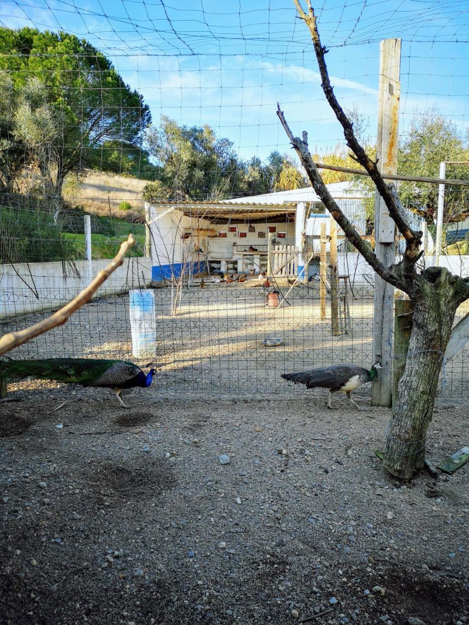 בית הארחה Tancos 	Quinta Ribeiro Tanquinhos מראה חיצוני תמונה